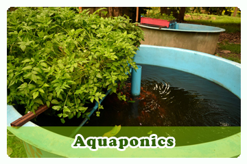 aquaponics