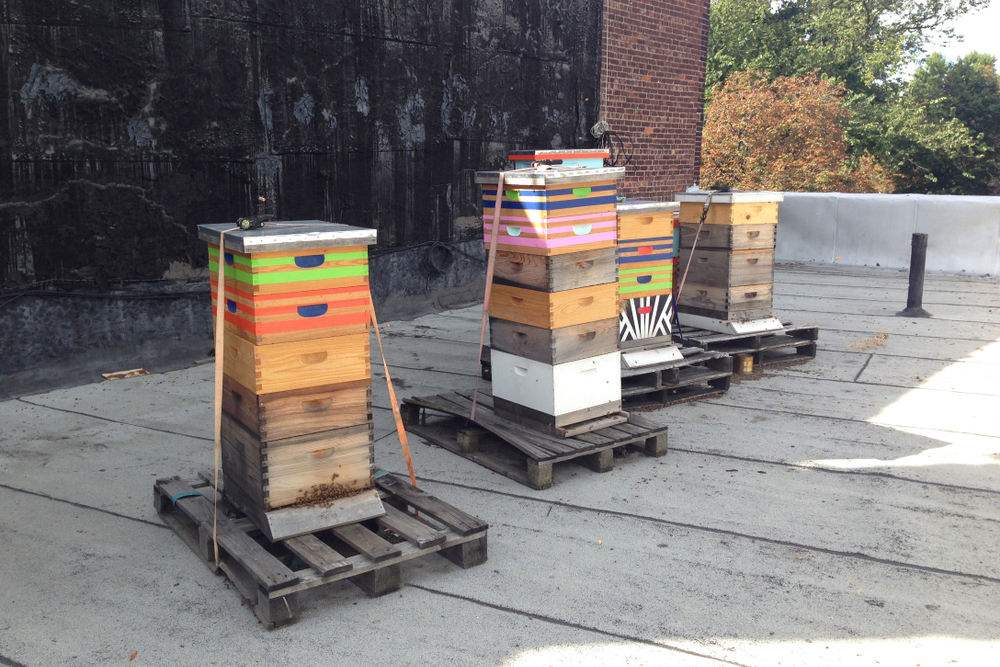Bee Farming