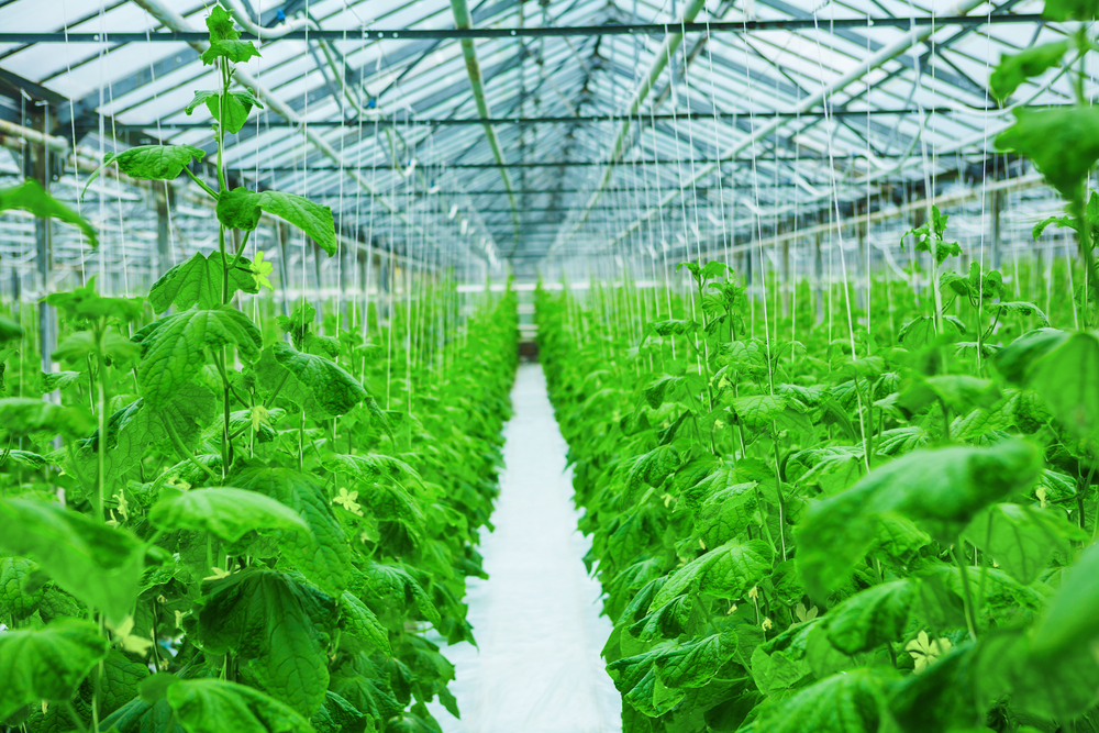 Soilless Farming