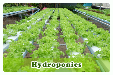 hydroponics