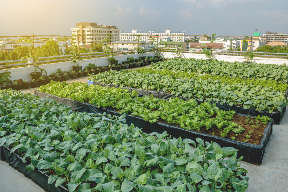 Roof-Terrace Farming