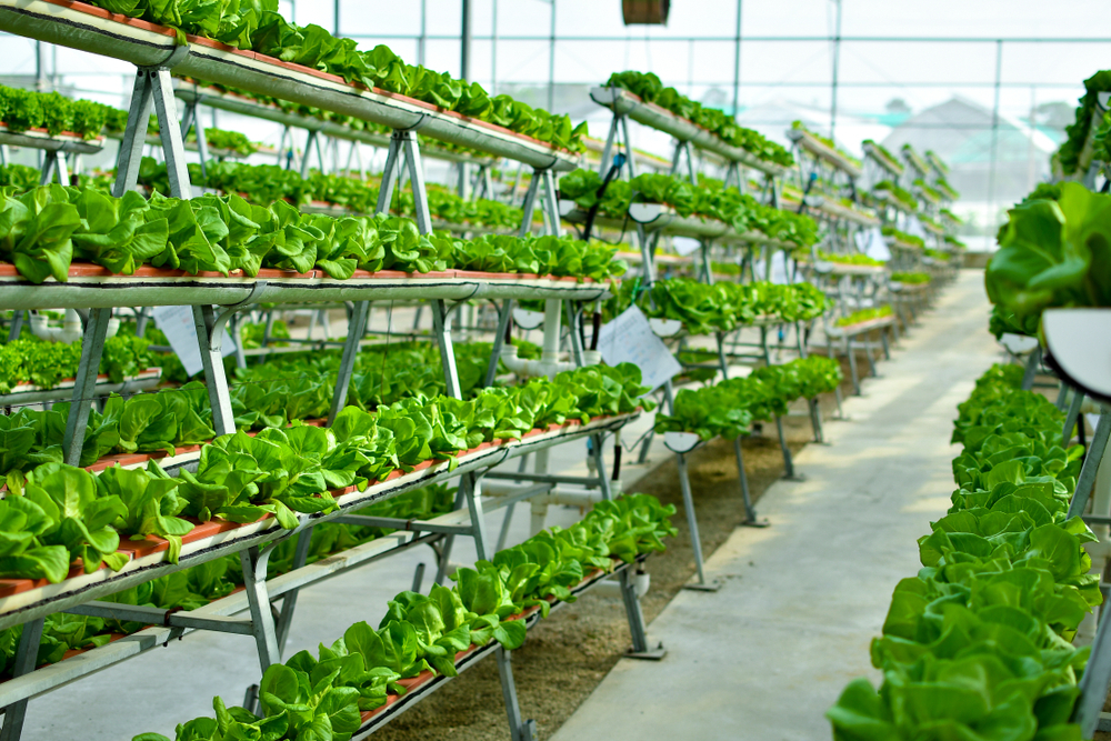 Indoor Farming